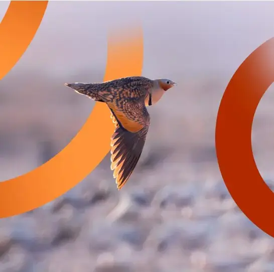 jornada-steppe-banner