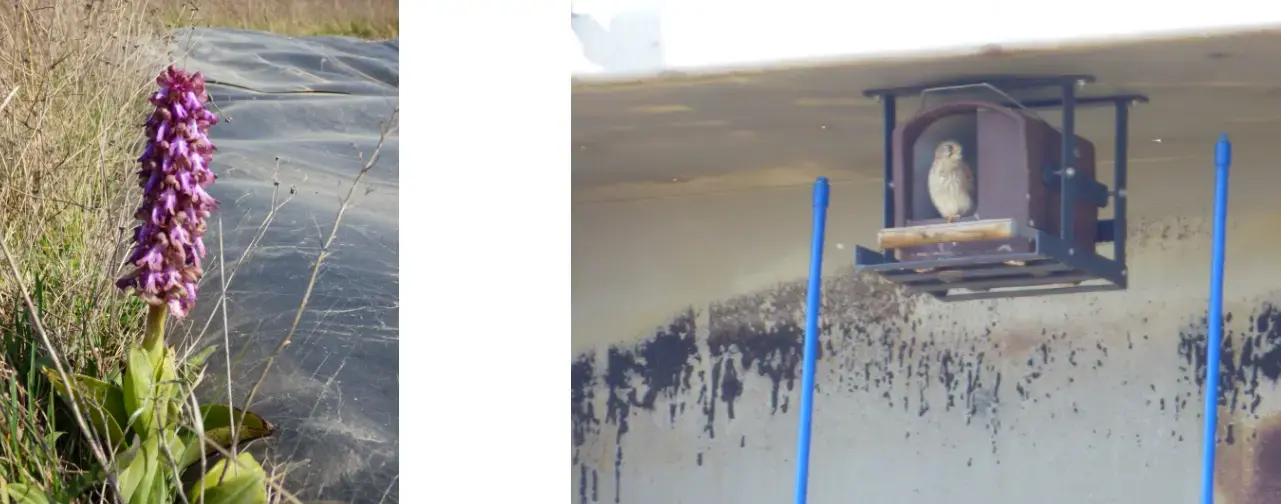 Biodiversité ST Quentin Fallavier