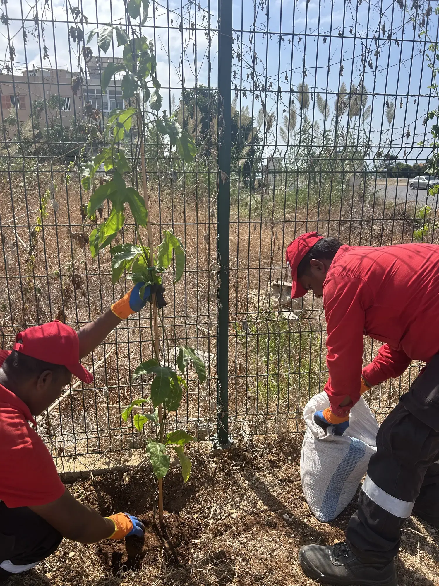 Plantation Project 2025