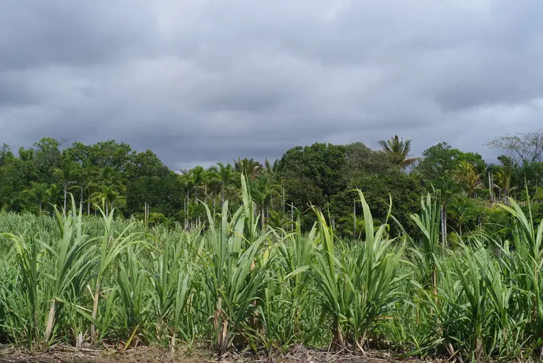 Terrain en friche du projet boeuf MOKA