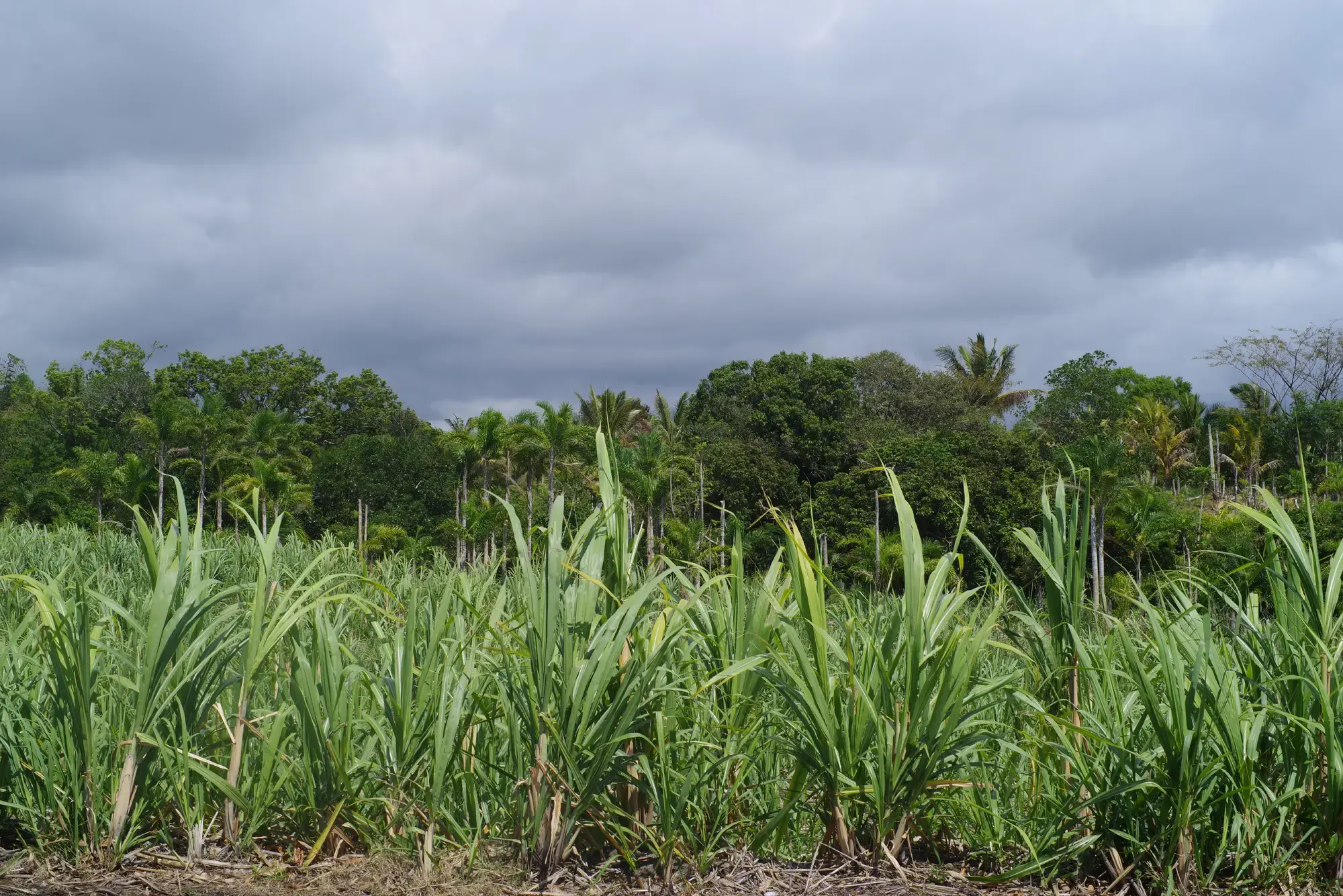 Terrain en friche du projet boeuf MOKA