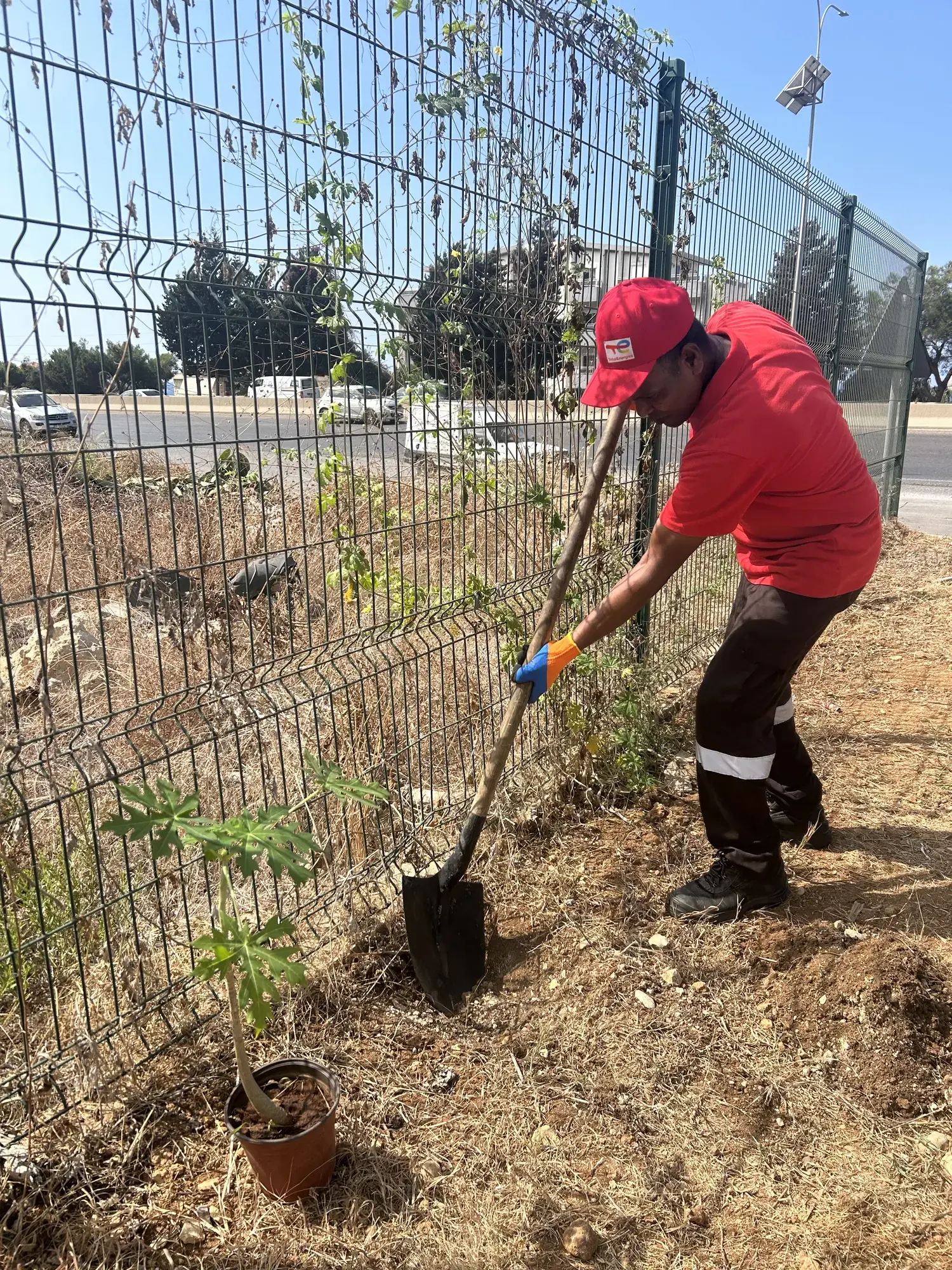 Plantation Project 2025