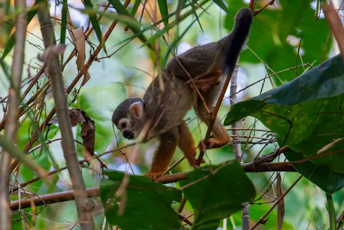 Peperpot Nature Park in Suriname