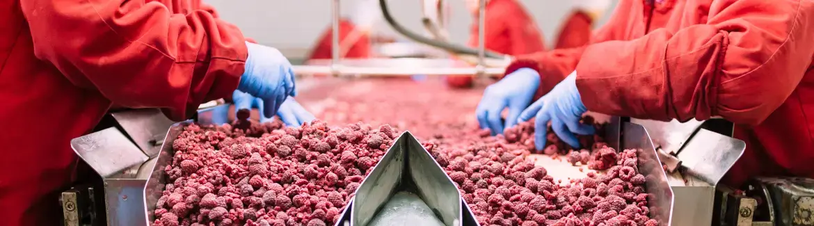 Red berries factory with employees in protective suits