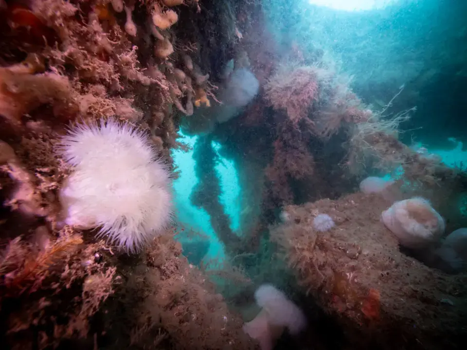 reef cube showing growth and inner habitable space