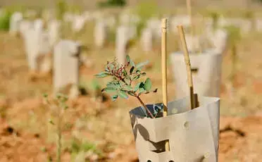 Primer plano de una bolsa de cartón que contiene una pequeña planta y dos palos de sujeción