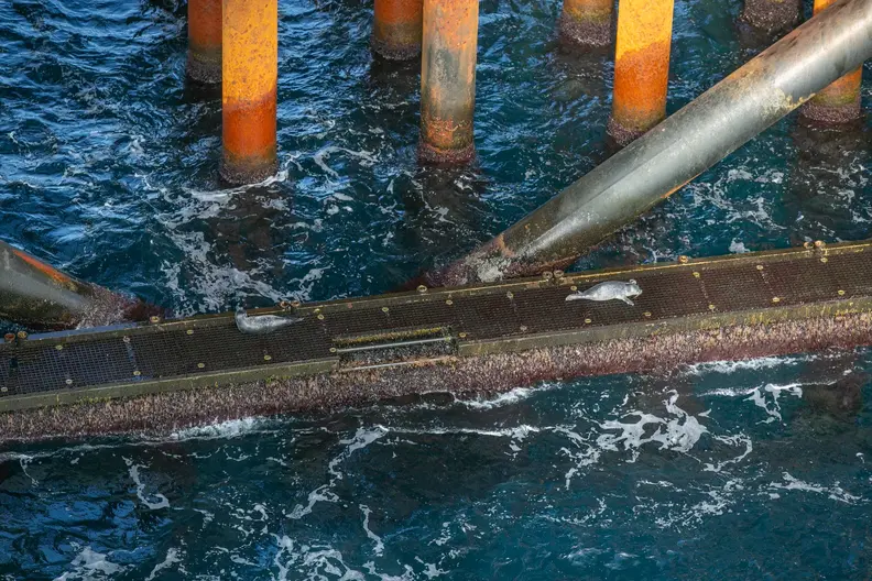 Biodiversity offshore