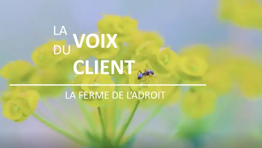 La voix du client - 1