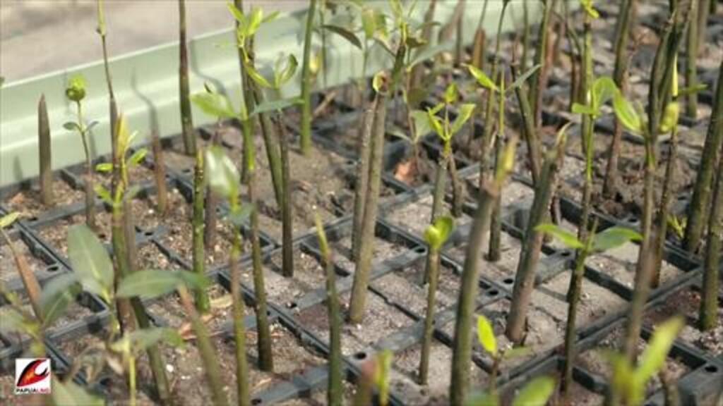 Total koke hanua mangrove nursery opening program (Video)