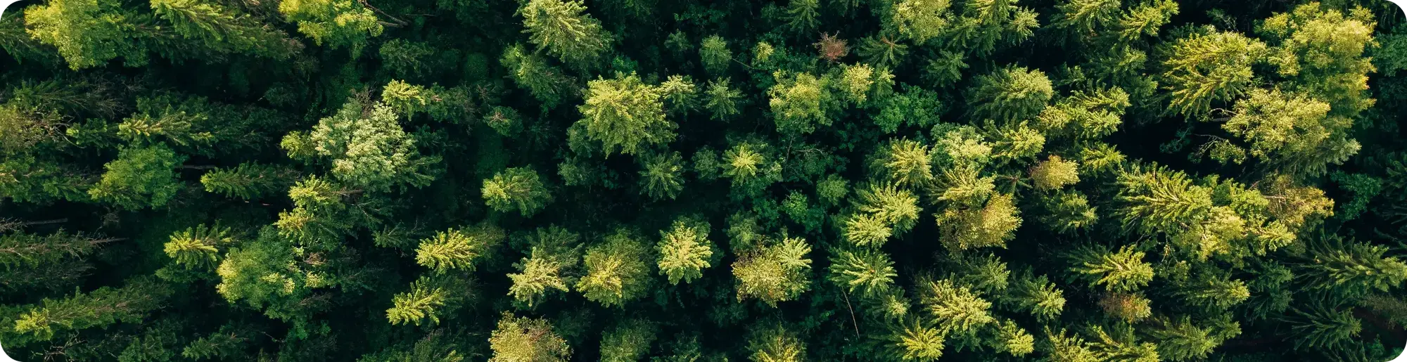 vista_aerea_arboles