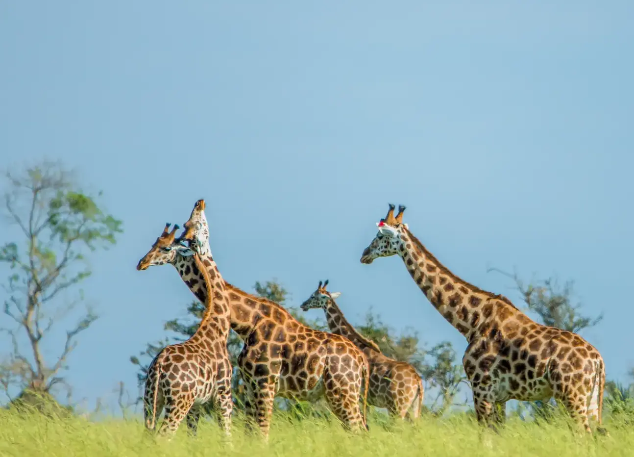 Biodiversity and Environment Focus