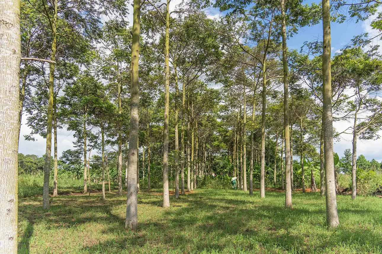 Forests environment trees biodiversity 3