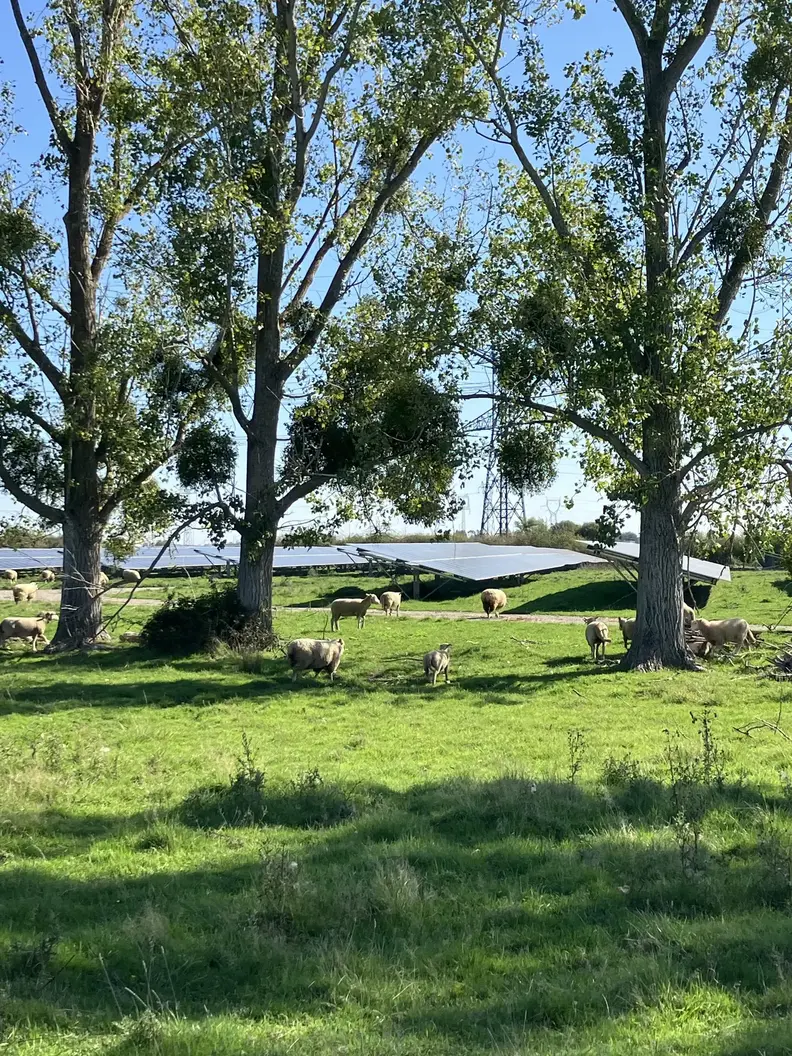 centrale solaire de Bayet écopâturée parc un troupeau de moutons
