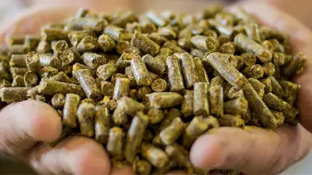Animal feed 437_246