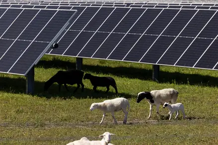 Myrtle Solar Farm (Texas, USA)