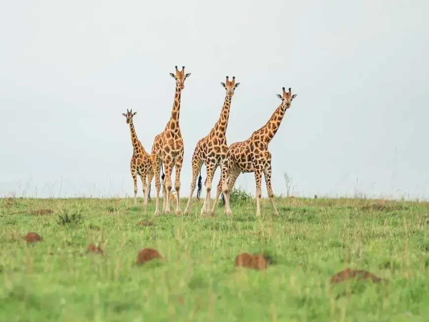 biodiversity.jpg