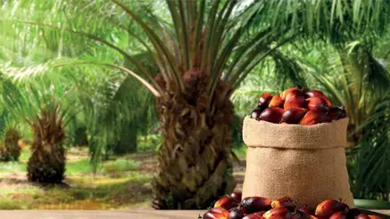 Palm oil