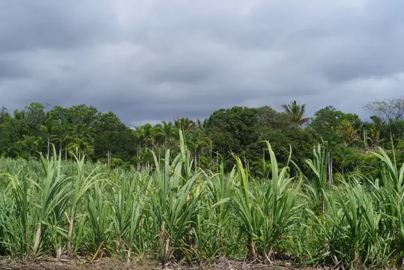 Terrain en friche du projet boeuf MOKA