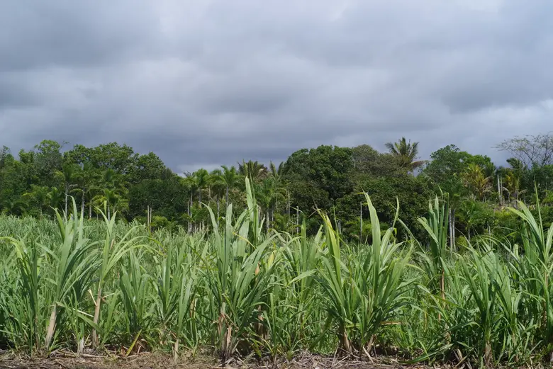 Terrain en friche du projet boeuf MOKA