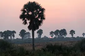 Tilenga in Uganda